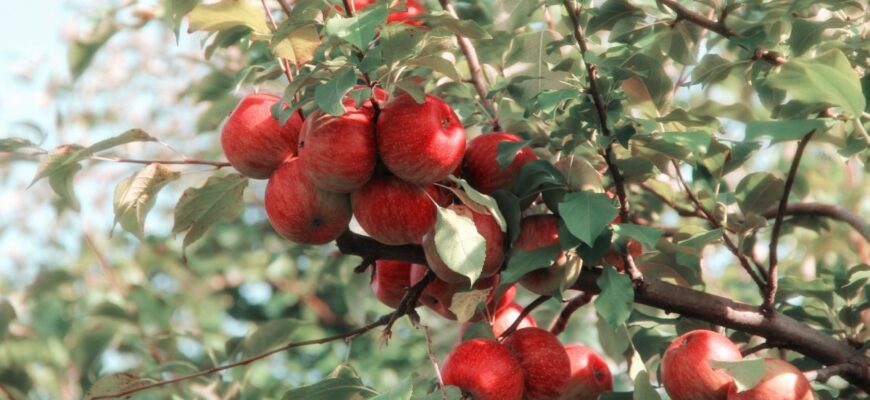 Таємниця райського фрукту: Дізнайся, який плід був в Едемі насправді