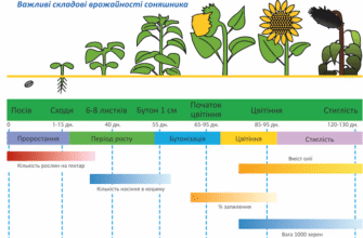 Умови успішного вирощування соняшнику: ґрунт, клімат, догляд