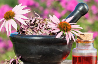 Чи безпечно приймати ехінацею натщесерце: Дослідження та рекомендації