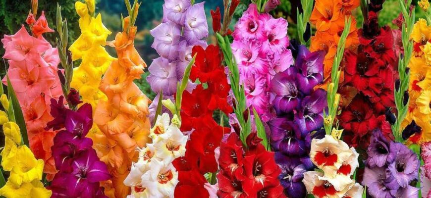 Ефективне підживлення гладіолусів: коли і які добрива обрати