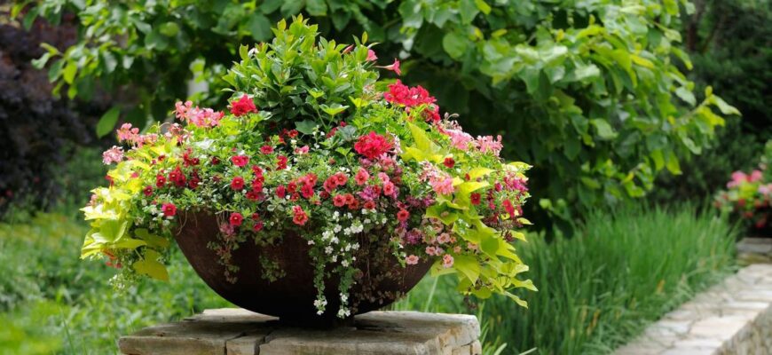 Ідеальні квіти для плоских горщиків: оберіть найкращу для вашого дому