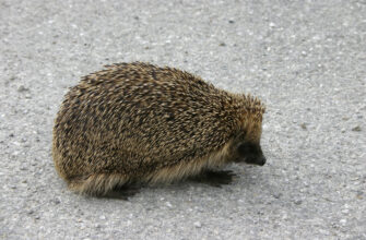 Зовнішній вигляд звичайного їжака: детальний опис і характеристики