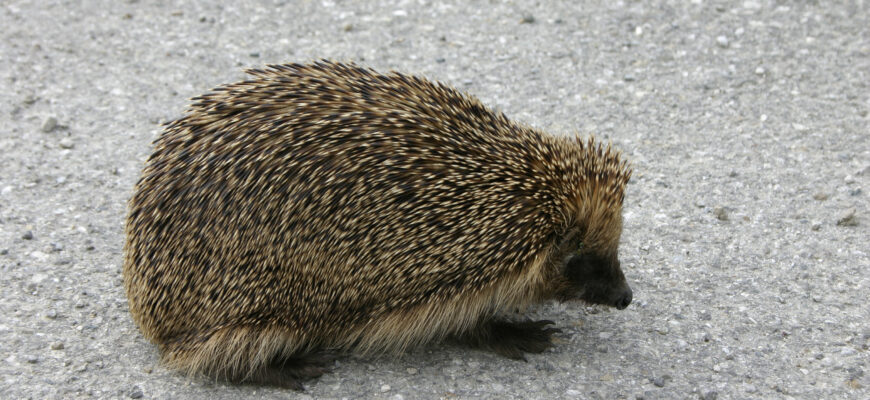 Зовнішній вигляд звичайного їжака: детальний опис і характеристики