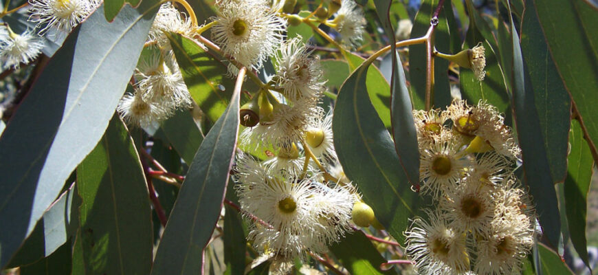 Батьківщина евкаліпта: Де ростуть ці дивовижні дерева?