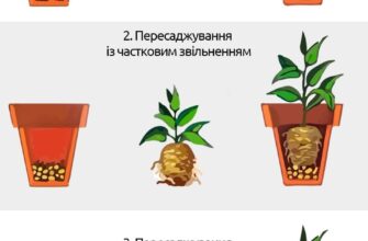 Ефективний посібник: як правильно посадити квітку в горщику вдома