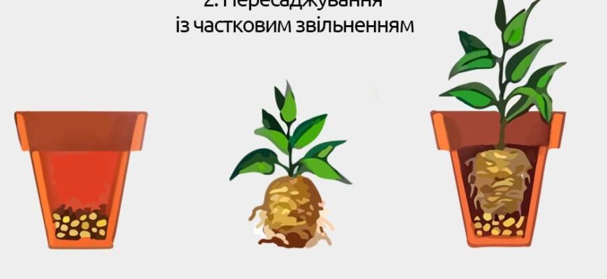 Ефективний посібник: як правильно посадити квітку в горщику вдома