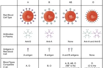 Яка найрідкісніша група крові: порівняння 1, 2, 3, 4 груп