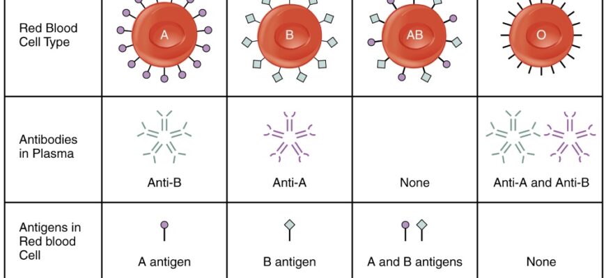 Яка найрідкісніша група крові: порівняння 1, 2, 3, 4 груп