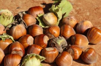 Вплив фундука на здоров’я серця: користь горіха для вашого організму