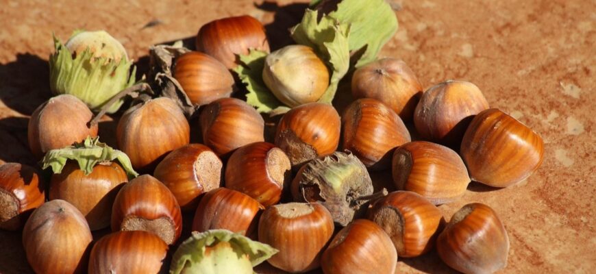 Вплив фундука на здоров’я серця: користь горіха для вашого організму