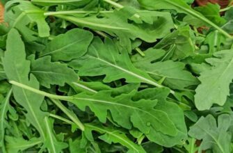 Кому не можна їсти руколу: протипоказання та поради лікарів