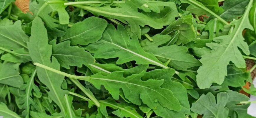 Кому не можна їсти руколу: протипоказання та поради лікарів