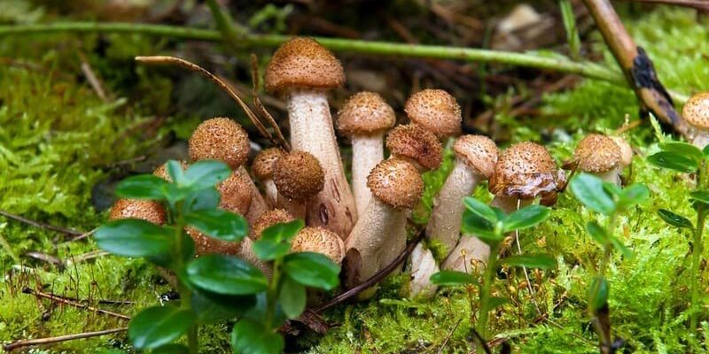 Скільки варити опеньки: поради та секрети приготування грибів