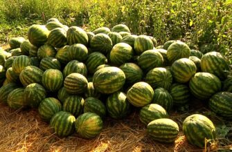 Найсолодші й найсоковитіші кавуни Росії: де їх знайти?