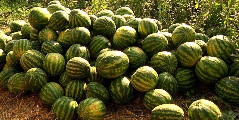 Найсолодші й найсоковитіші кавуни Росії: де їх знайти?