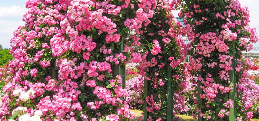 Швидкість росту плетистих троянд: як догляд впливає на результат