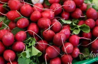 Де найкраще зберігати редиску: оптимальні умови для свіжості продукту