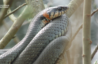 Де мешкає змія вуж: природні місця існування та особливості середовища