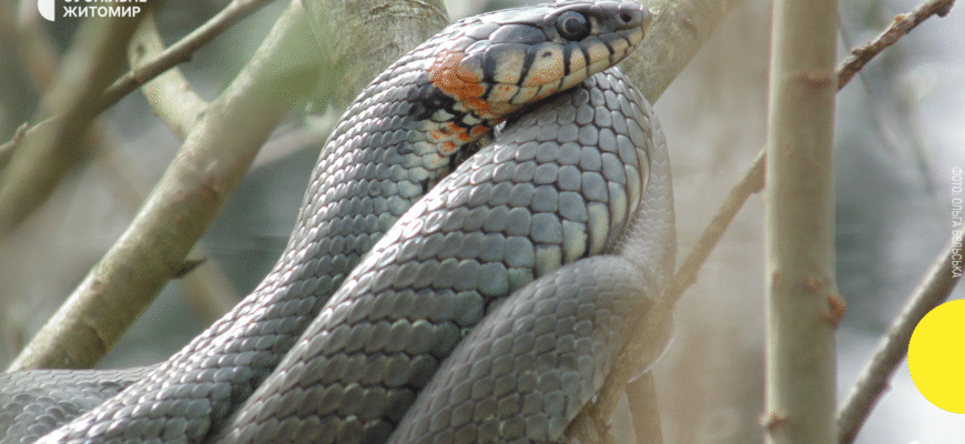 Де мешкає змія вуж: природні місця існування та особливості середовища