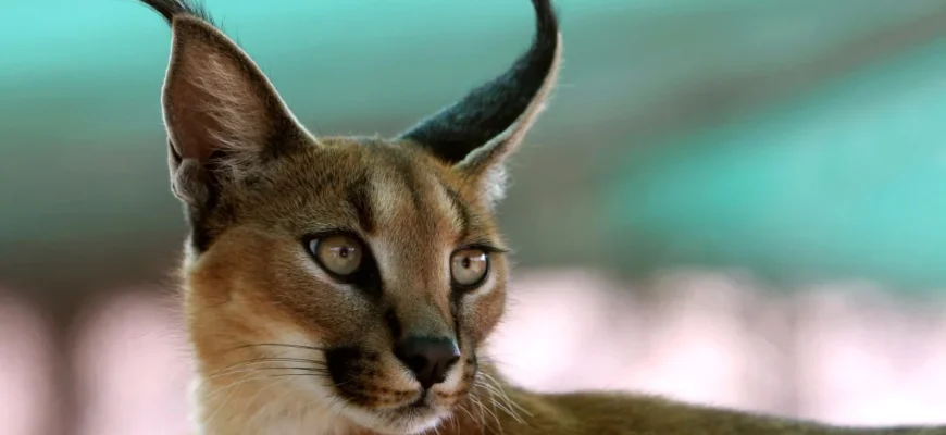 Чому каракали дорого коштують: аналіз цін і факторів впливу