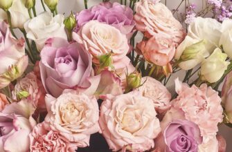 Кому прийнято дарувати діантуси: символіка та значення квітів