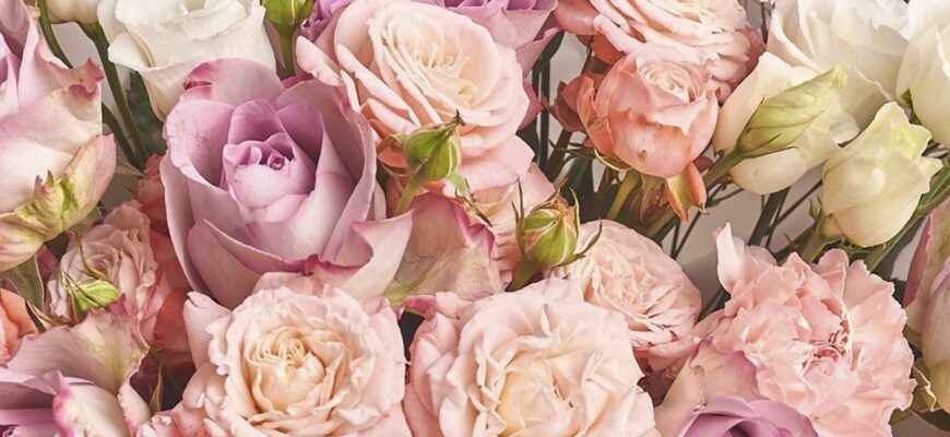 Кому прийнято дарувати діантуси: символіка та значення квітів