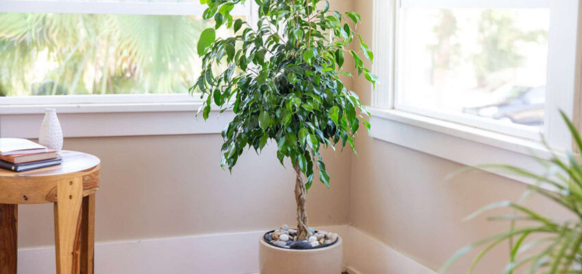 Оптимальний ґрунт для фікуса Бенджаміна: поради для домашнього вирощування