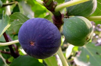 Скільки часу потрібно для вкорінення інжиру: покроковий гайд