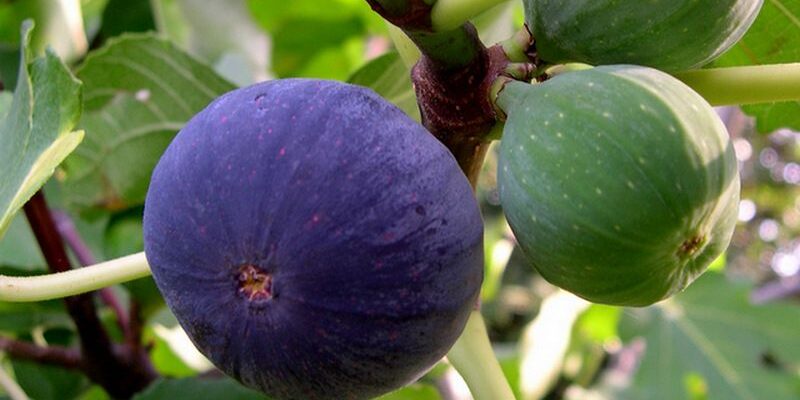 Скільки часу потрібно для вкорінення інжиру: покроковий гайд