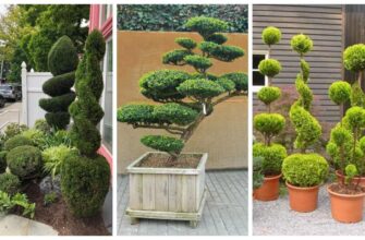 Які види туй піддаються стрижці: поради для вашого саду