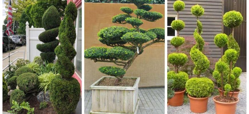 Які види туй піддаються стрижці: поради для вашого саду