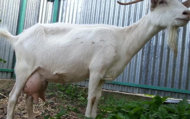 Коза: скільки молока можна отримати щодня та фактори впливу