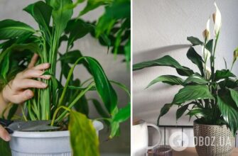 Чи можна обрізати сухе листя у Спатифілума: поради та рекомендації для догляду