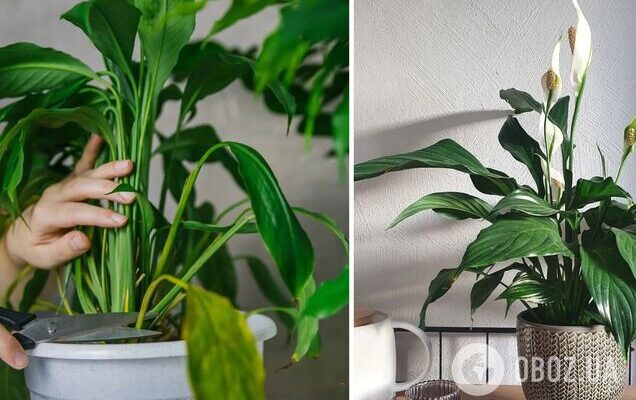 Чи можна обрізати сухе листя у Спатифілума: поради та рекомендації для догляду