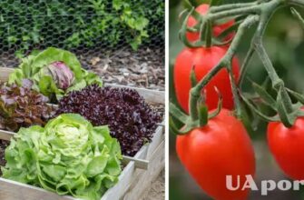 Як садити помідори в шаховому порядку: покрокова інструкція для садівників