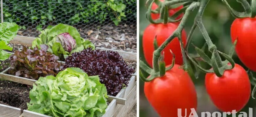 Як садити помідори в шаховому порядку: покрокова інструкція для садівників