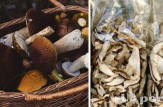 Як правильно сушити гриби в електричній духовці: крок за кроком