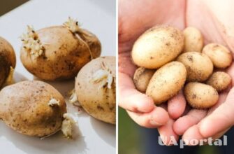 Чи можна їсти картоплю, що виросла в погребі: поради та застереження