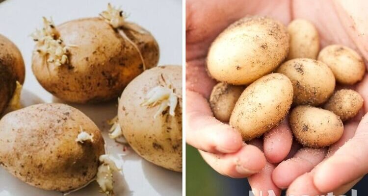 Чи можна їсти картоплю, що виросла в погребі: поради та застереження