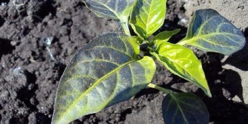 Чому листя перцю набуває фіолетового кольору: основні причини і поради