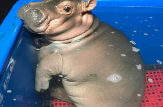 Як правильно називаються дитинчата бегемота: знайдіть відповідь тут!