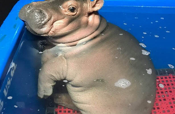 Як правильно називаються дитинчата бегемота: знайдіть відповідь тут!