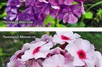 Чи безпечно підгодовувати флокси дріжджами: дослідження та поради