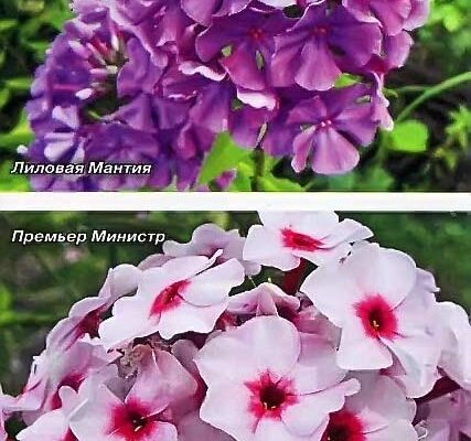 Чи безпечно підгодовувати флокси дріжджами: дослідження та поради