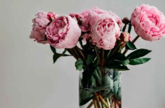 Ефективні засоби для продовження свіжості зрізаних квітів у воді