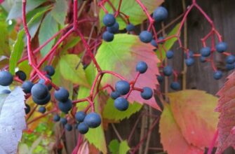 Живцювання дівочого винограду: Як і коли краще це робити?