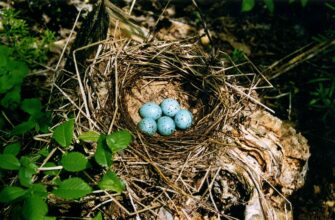 Знайдіть гніздо чорного дрозда: практичні поради і методи пошуку