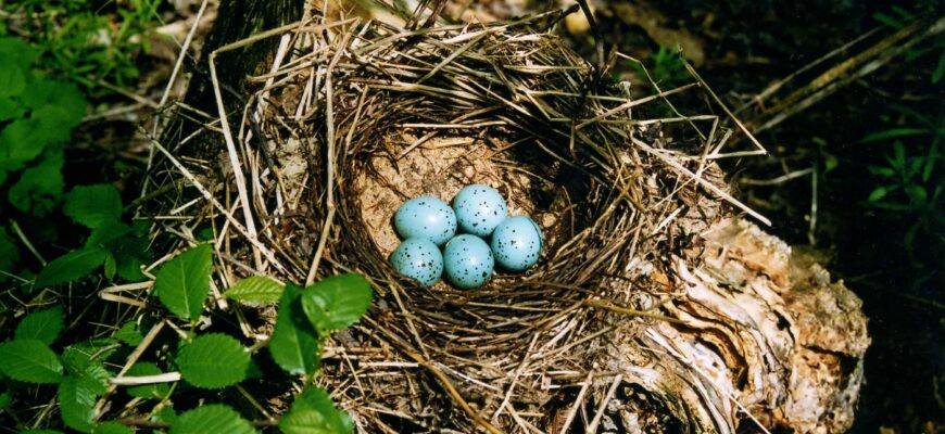 Знайдіть гніздо чорного дрозда: практичні поради і методи пошуку