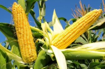 Чи можна їсти кукурудзу при цукровому діабеті: поради та рекомендації