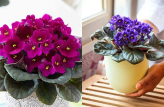 Місця зростання фіалок: де найкраще вирощувати ці квіти?